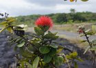 b Hilo Hawaii (39)